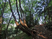 Monte Suchello (1541 m) ad anello da Costa Serina il 28 agosto 2024   - FOTOGALLERY